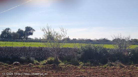  Gran terreno de olivos con proyecto, luz y agua a pocos minutos andando del pueblo de Santanyi - BAL 