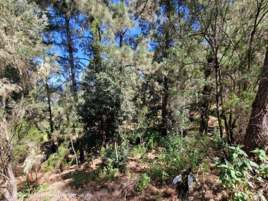  Terreno rural con bosque de pinos en Icod de los Vino - SANTA CRUZ DE TENERIFE 