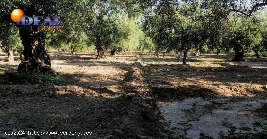  Venta de parcela rústica de olivos en Otura (Granada) - GRANADA 