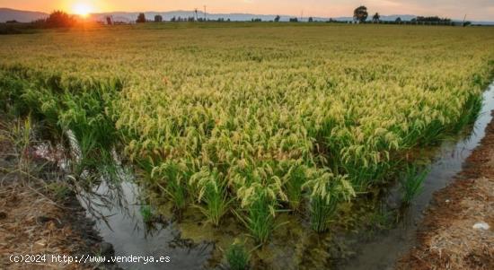  Terreno de arroz situado en la zona de la Maquineta. Superficie 5800 - TARRAGONA 