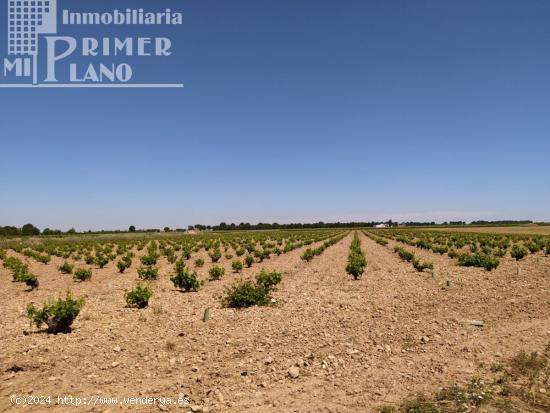  *Terreno en venta 2,5 fanegas de viña de secano en la Alavesa / paraje el Risco* - CIUDAD REAL 
