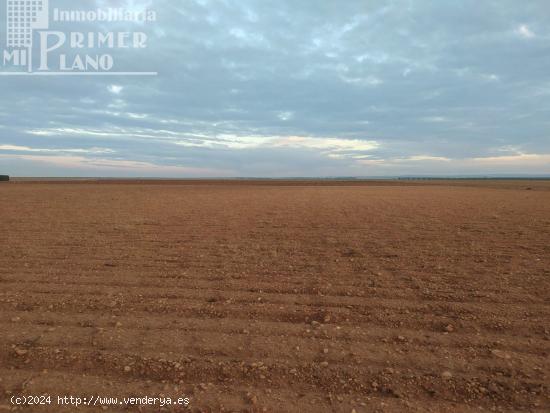  Se venden 2,5 fanegas de tierra de secano junto a la vereda - CIUDAD REAL 