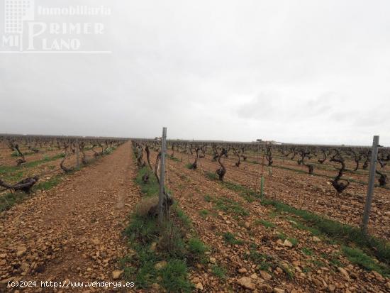  Se venden 8 hectareas de viña de emparrado con agua de pozo - CIUDAD REAL 