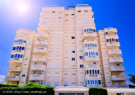  Apartamento en alquiler en Torrevieja (Alicante) 