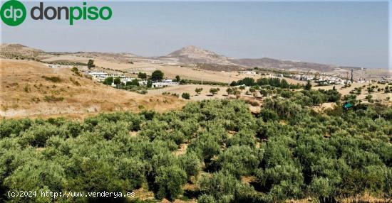  Venta de parcela rústica de olivos en Otura (Granada) - GRANADA 