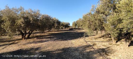  VENTA finca de olivos en paraje Lomas de vitar - GRANADA 