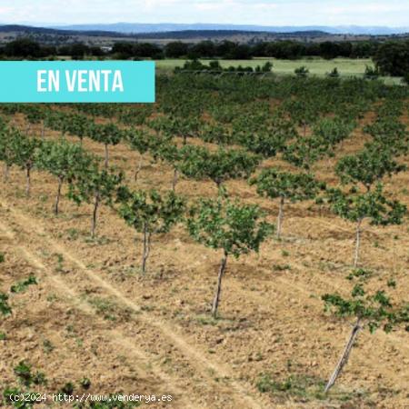  Terreno en venta en camino de Conquista a Fuencaliente, km 7 - CIUDAD REAL 