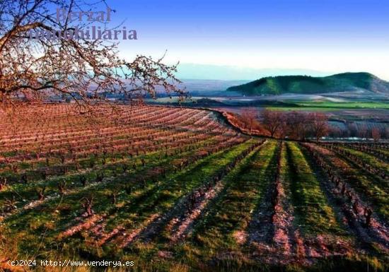  Viñas en Baños de Ebro, Rioja Alavesa - ALAVA 