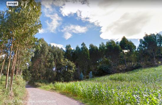 Alta rentabilidad - Monte de eucaliptos a la venta en Gijón - ASTURIAS